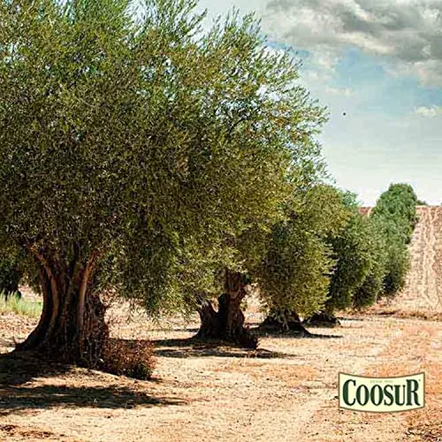 COOSUR ▫️ Azeite - Sem alergénios - Garrafa de 1 L 3