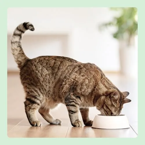 by Amazon ▫️ da Amazon - Ração seca para gatos adultos com frango fresco, receita sem cereais, 3 kg (embalagem de 1) (anteriormente da marca Lifelong, o mesmo produto) 7