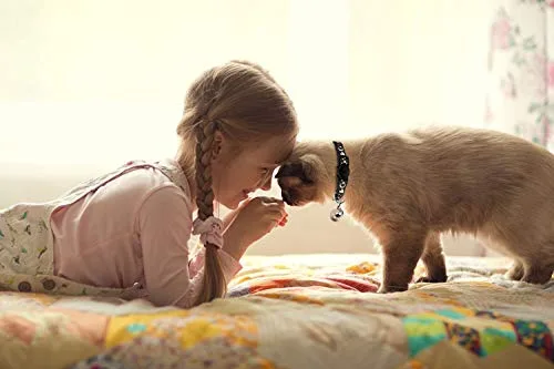 Baeuppit ▫️ 2 coleiras para gatos com luas e sinos, estrelas; coleira ajustável e segura para gatinhos com um pendente que brilha no escuro (preto e roxo) 7