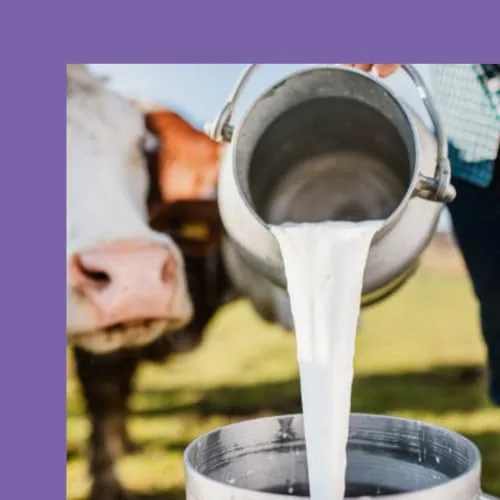 Milka ▫️ Chocolate de Leite Embalagem Económica com 3 tabletes, 90 g 4