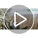 VOUNOT ▫️ ® Biombos de cana natural, biombos de privacidade em rolos decorativos com ferragens para montagem, esteira de cana para proteção visual ao ar livre para pátio, varanda, jardim, 140 x 300 cm 7