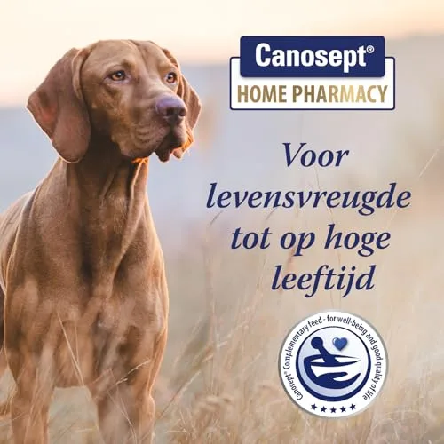Canosept ▫️ comprimidos para as articulações dos cães - Condroprotetor para cães - fórmula exclusiva: com mexilhão de lábio verde, glucosamina e ómega 3 - proteção das articulações - 20 comprimidos 2