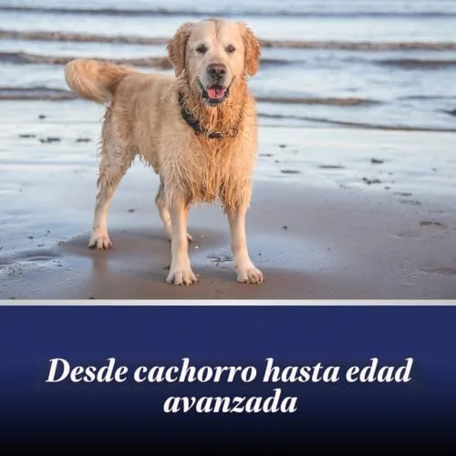 Canosept ▫️ comprimidos para as articulações dos cães - Condroprotetor para cães - fórmula exclusiva: com mexilhão de lábio verde, glucosamina e ómega 3 - proteção das articulações - 20 comprimidos 4