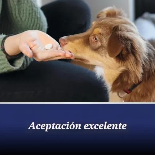 Canosept ▫️ comprimidos para as articulações dos cães - Condroprotetor para cães - fórmula exclusiva: com mexilhão de lábio verde, glucosamina e ómega 3 - proteção das articulações - 20 comprimidos 6