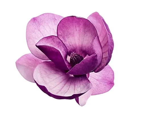 Puntomatic ▫️ Cápsulas florais de três compartimentos | Detergente para roupa branca e de cor | Removedor de manchas | 22 lavagens (Embalagem de 3) 5