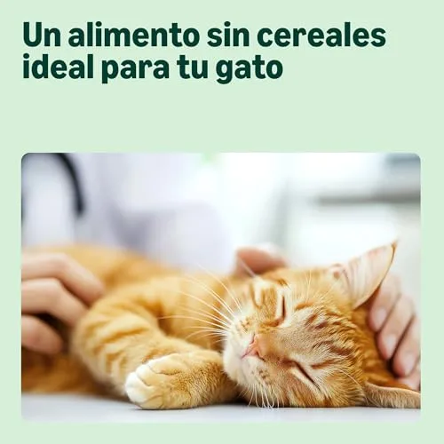 by Amazon ▫️ da Amazon - Alimento completo para gatos com fórmula sem cereais, para gatinhos, com frango fresco, 3 kg 3